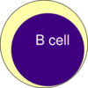 B Cell Clip Art