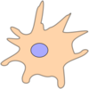 Oligodendrocytes Clip Art