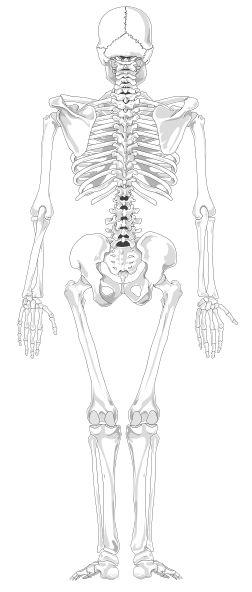 Skeleton Posterior Clip Art at Clker.com - vector clip art online