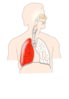 Unlabelled Respiratory System Clip Art