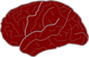 Red Brain Clip Art