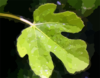 Fig Leaf Clip Art
