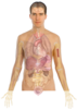 Human Body Anatomy Basics Clip Art