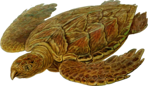 Prehistoric Turtle Clip Art