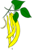 Yellow French Bean Clip Art