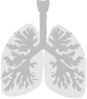 Lung Clip Art