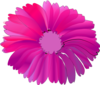 Pink Flower With Black Background Clip Art
