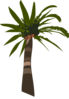 Palmera2 Clip Art