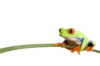 Coolred Eyed Frog Clip Art