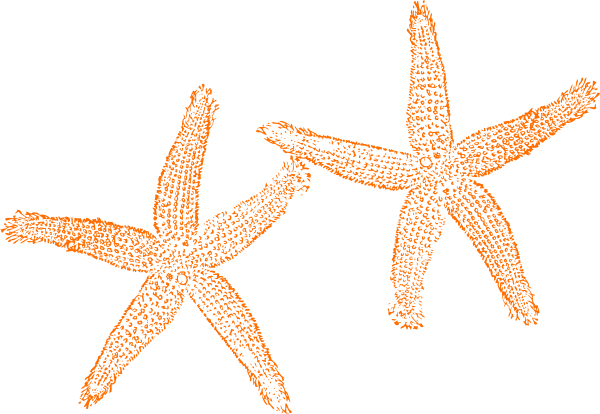 Orange Starfish clip art