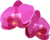 Two Pink Orchids Clip Art