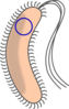 Transformed Bacteria With Flagellum Clip Art