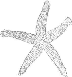 Silver Single Starfish Clip Art