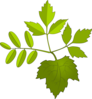 Foliage  Clip Art