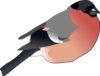 Eurasian Bullfinch Clip Art