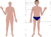 Human Body  Clip Art