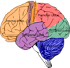 Brain Topographic Function Clip Art