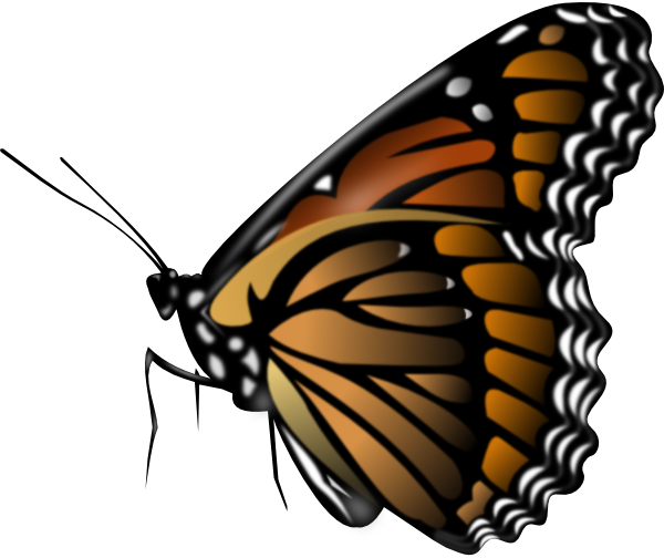 clip art butterfly pictures - photo #43