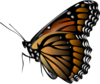 Monarch Butterfly Clip Art