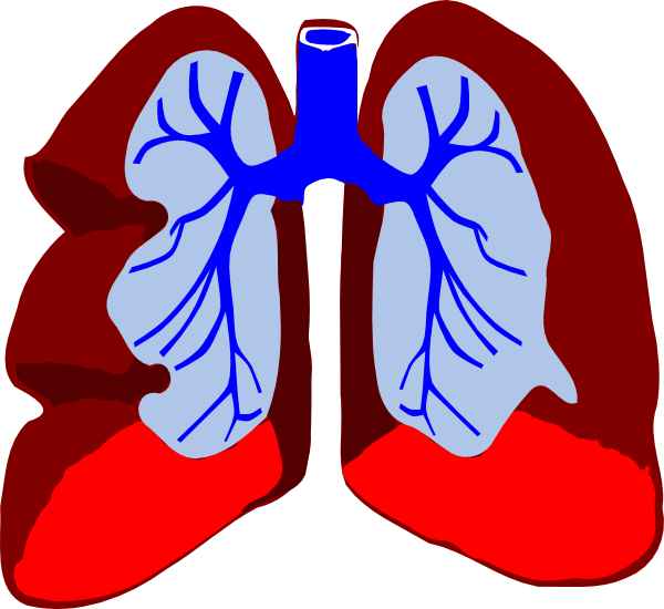 lungs clipart vector - photo #22