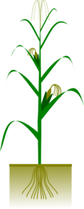 Maize Plant Clip Art