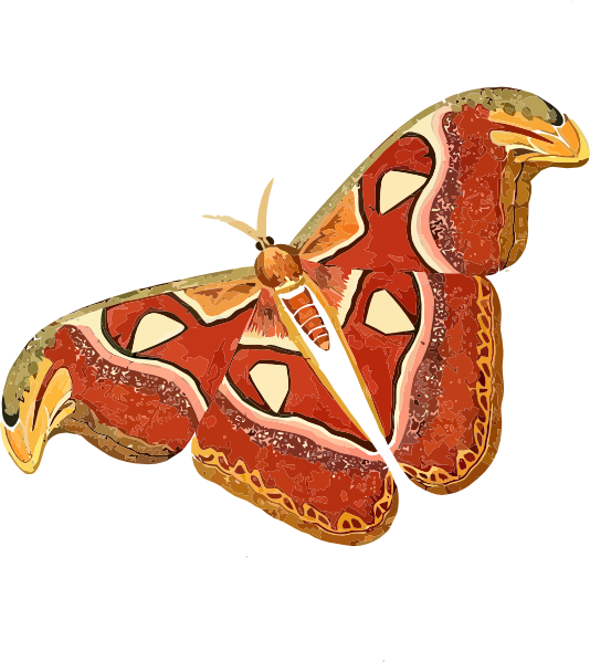 Moth Clip Art at vector clip art online, royalty free