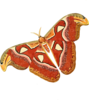 Moth Clip Art