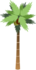 Palm Tree With Coconuts Clip Art