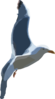 Flying Seagull Clip Art