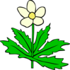 Anemone Canadensis Clip Art