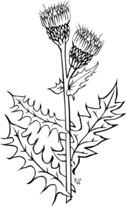Weed Plant Clip Art