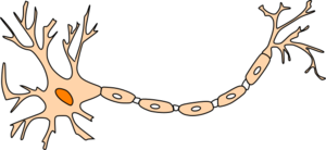 Neuron Cartoon Orange Clip Art At Clker Com Vector Clip Art Online Royalty Free Public Domain