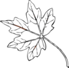 Maple Leaf Clip Art