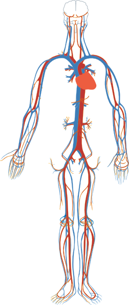 Circulatory Clip Art at Clker.com - vector clip art online, royalty