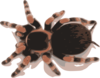 Tarantula  Clip Art