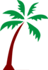 Palm Tree  Clip Art