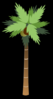 Palm Tree With Coconuts Black Clip Art