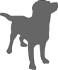Grey Labrador Clip Art