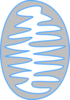 Mitochondria (grey) Clip Art