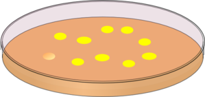 Orange Petri Dish With Yellow Colonies Clip Art