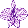 Orchid Outline Pure Clip Art