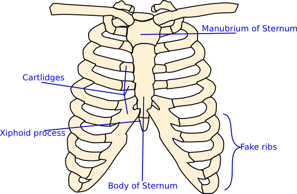 Labelled Rib Cage clip art