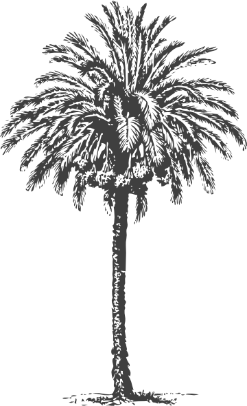 Date Palm Clip Art at Clker.com - vector clip art online, royalty free