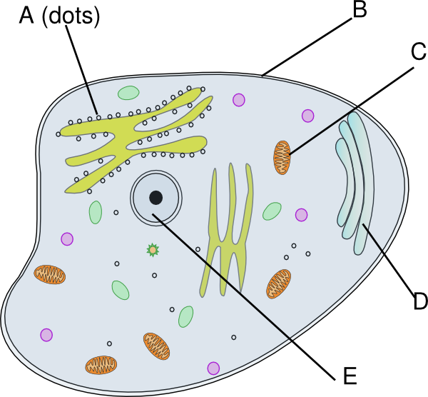 human cell clipart - photo #42