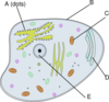 Animal Cell Clip Art