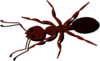 Ant Clip Art