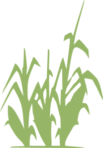 Green Corn Clip Art