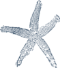 Starfish Prints Single Blue  Clip Art