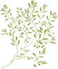 Green White Olive Clip Art