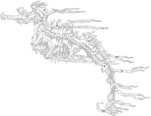 Seahorse Skeleton Recolor Grey Clip Art